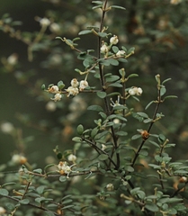 Pomaderris elachophylla