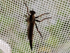 Machimus floridensis