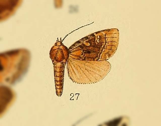 Sapporia fasciculata