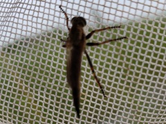 Machimus floridensis