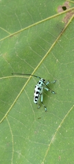 Paraglenea swinhoei