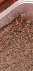 Scolopendra hermosa