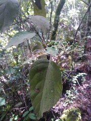 Viburnum jucundum