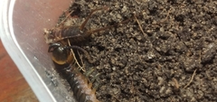Scolopendra hermosa