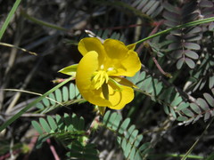 Chamaecrista serpens