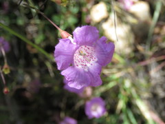Agalinis peduncularis