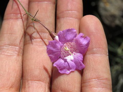 Agalinis peduncularis