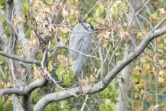 Ardea herodias