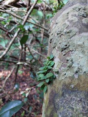 Specklinia grobyi
