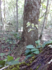 Specklinia grobyi