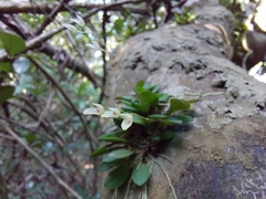 Specklinia grobyi
