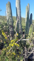 Peniocereus marianus