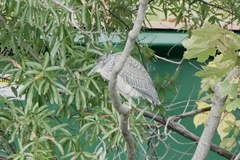 Nyctanassa violacea