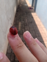 Botanochara impressa