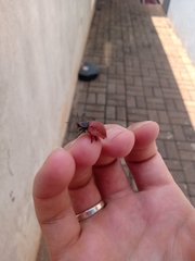 Botanochara impressa