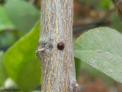 Pentilia chelsea