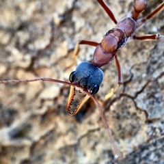 Myrmecia nigriceps