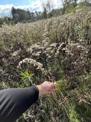 Liatris aspera