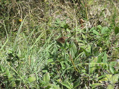 Junonia nigrosuffusa