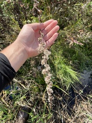 Liatris aspera