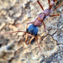Myrmecia nigriceps