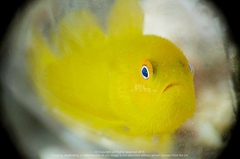 Paragobiodon xanthosoma