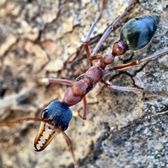 Myrmecia nigriceps