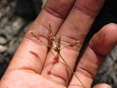 Bulbostylis juncoides