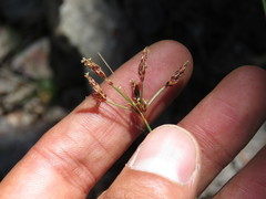 Bulbostylis juncoides