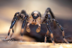 Zora hespera