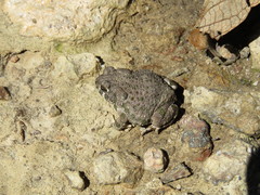 Anaxyrus compactilis