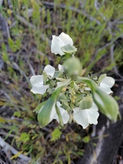 Chloraea galeata