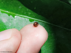 Pentilia chelsea