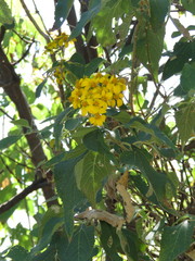 Dendroviguiera quinqueradiata