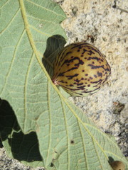 Atrusca aggregata