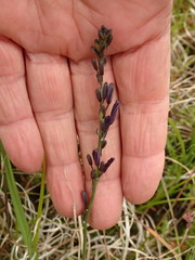 Caesia calliantha