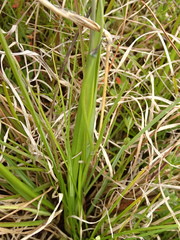 Caesia calliantha