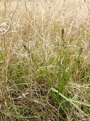 Caesia calliantha