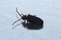 Eropterus trilineatus