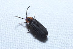 Eropterus trilineatus