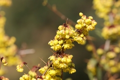 Berberis asiatica