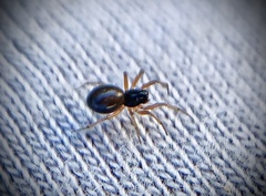 Erigoninae
