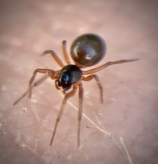 Erigoninae
