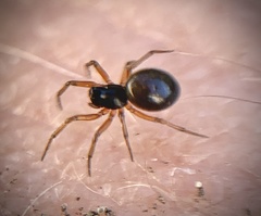 Erigoninae