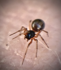 Erigoninae