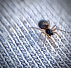 Erigoninae