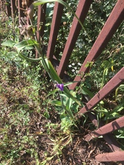 Tradescantia gigantea