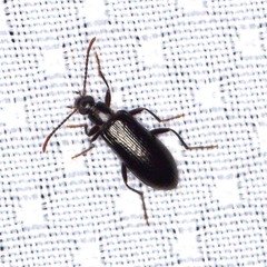 Statira