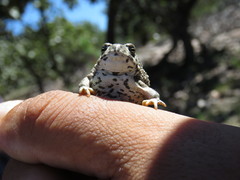 Anaxyrus compactilis