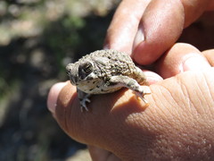 Anaxyrus compactilis